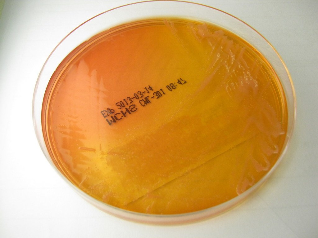 Rhizobium radiobacter