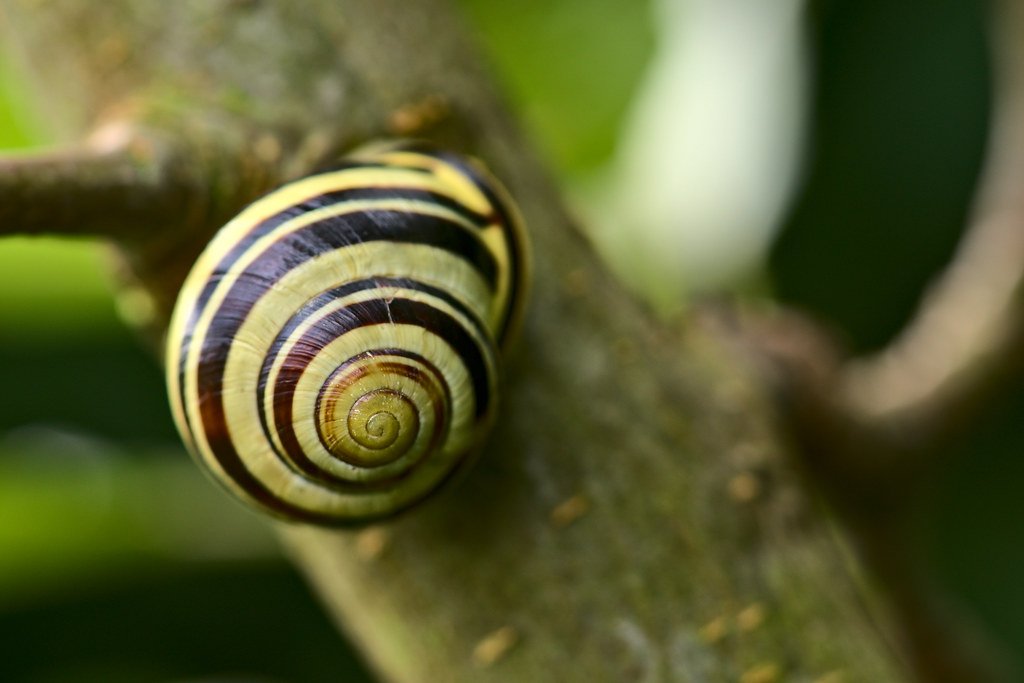 Banded Snail animal evolution