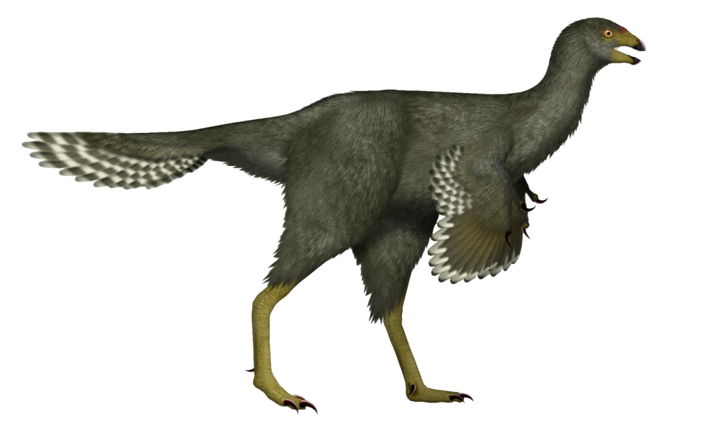 Caudipteryx zoui is a small feathered theropod dinosaur that was so birdlike in overall appearance, some paleontologists think it was in fact a bird.