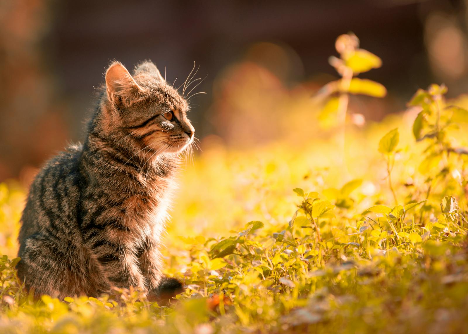 Do Cats Really Love Us The Surprising Truth About Your Feline Friends Affection