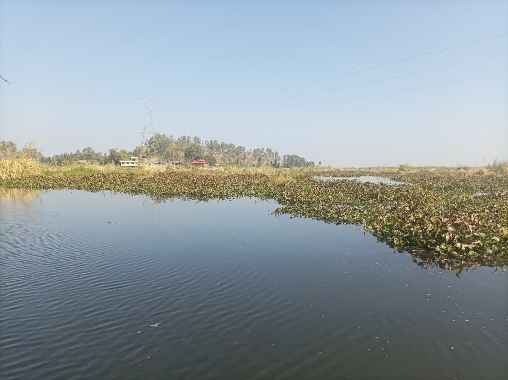 Phumdis, Loktak Lake floating islands