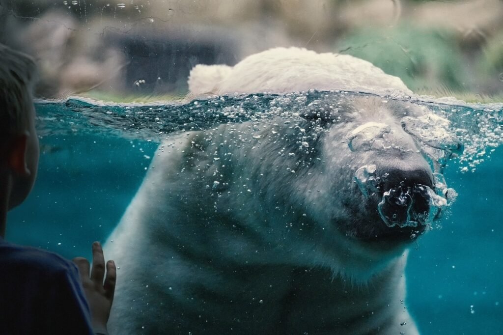 Polar bear in a zoo
