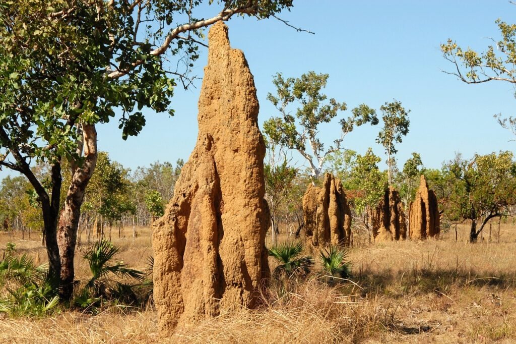 Termite mound as tall as a tree.