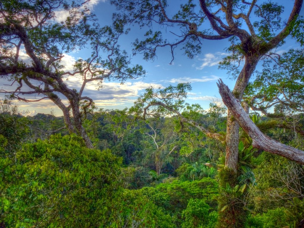 Amazon rainforest