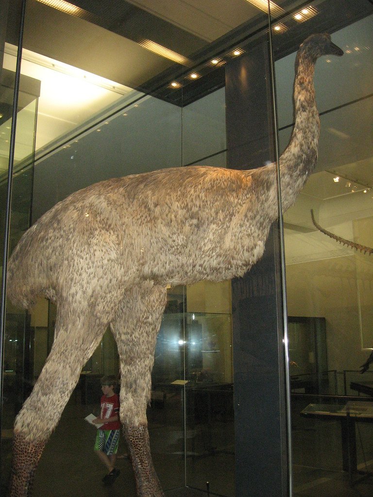 New Zealand Moa