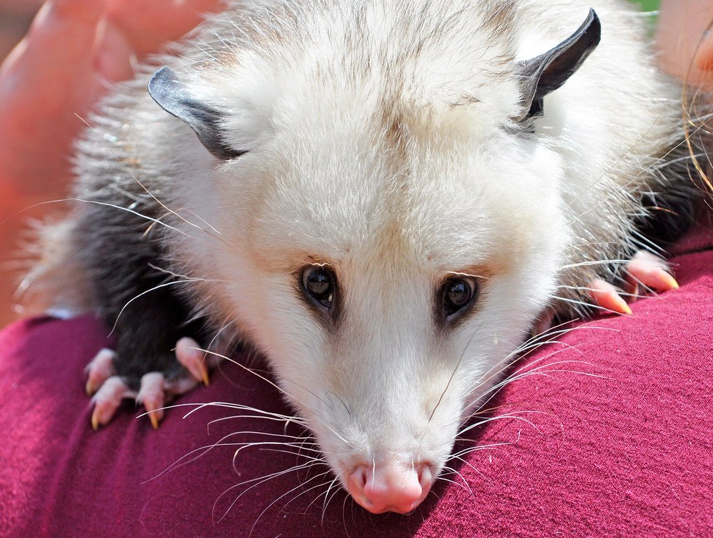 Virginia Opossum (Didelphis virginiana)