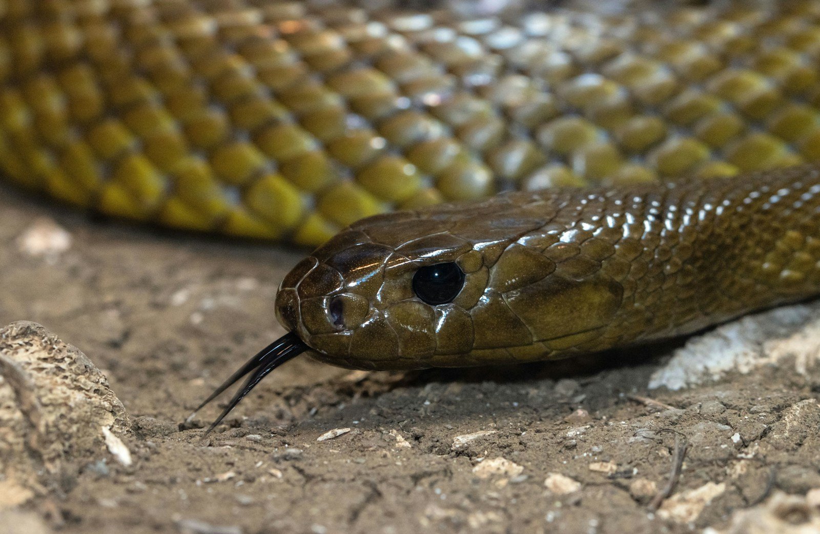 The Poison That Heals: How Venom From Snakes, Spiders, and Scorpions Is Being Used in Medicine