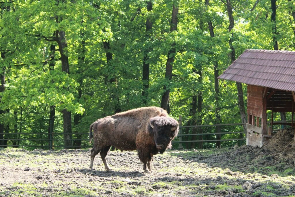 Bison standing in a field next to a barn.