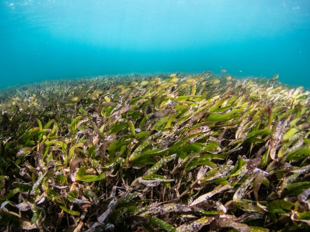 Marine conservation green plant under the sea