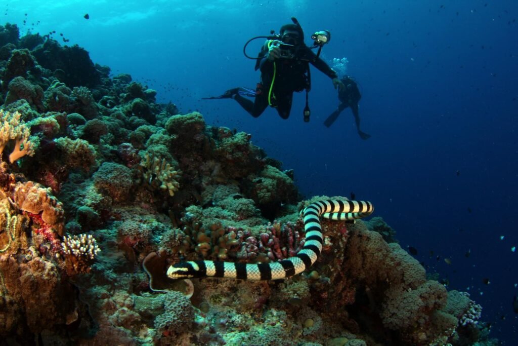 Scuba divers explore a vibrant coral reef with a Belcher’s Sea Snake in the foreground.