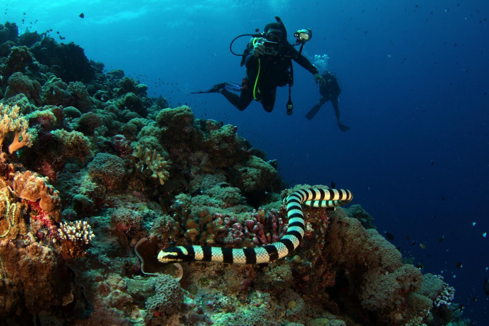 Scuba divers explore a vibrant coral reef
