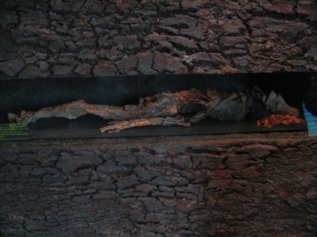 The bog body of the Husbäke Man on display at Landesmuseum für Natur und Mensch, Oldenburg (Oldenburg), Germany.
