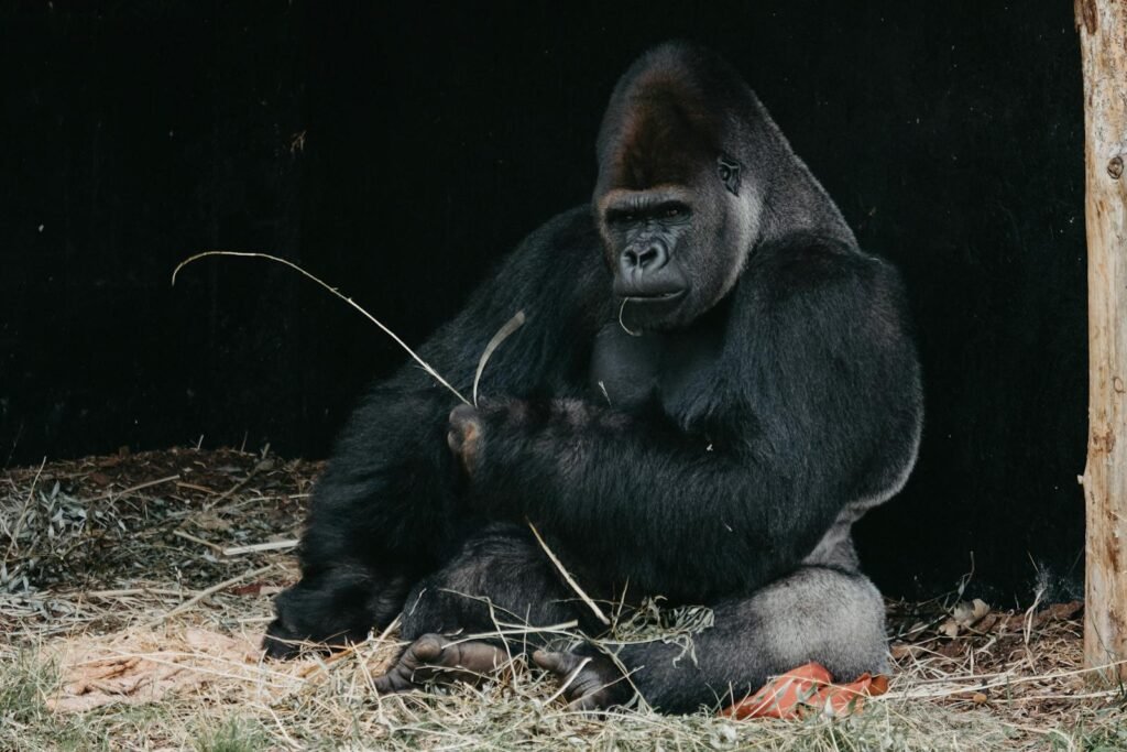 Close-up of a gorilla seated in its natural habitat, showcasing its powerful presence.