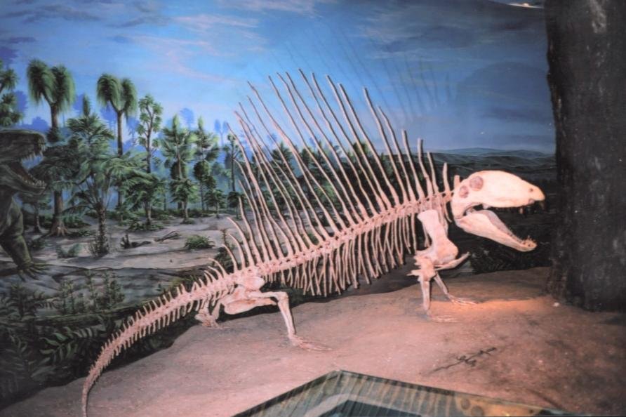 Prehistoric creatures, Dimetrodon dinosaur