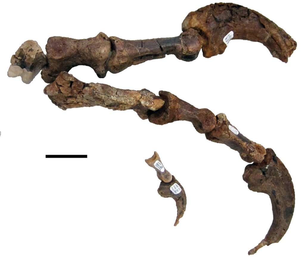 Australovenator left manus.
