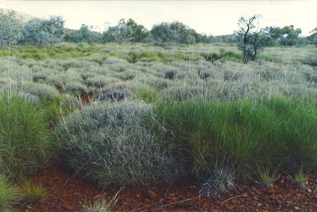 Triodia hummock grassland ecosystem