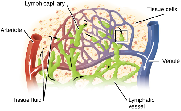 Lymphatic Capillaries.