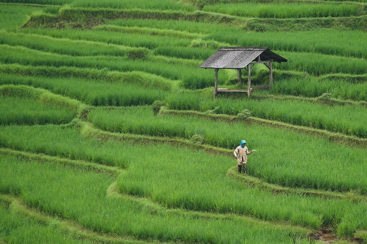 The Rise of Genetically Modified Organisms Are GMOs the Solution to World Hunger