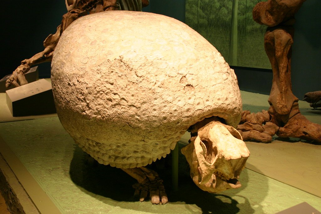 Glyptodon