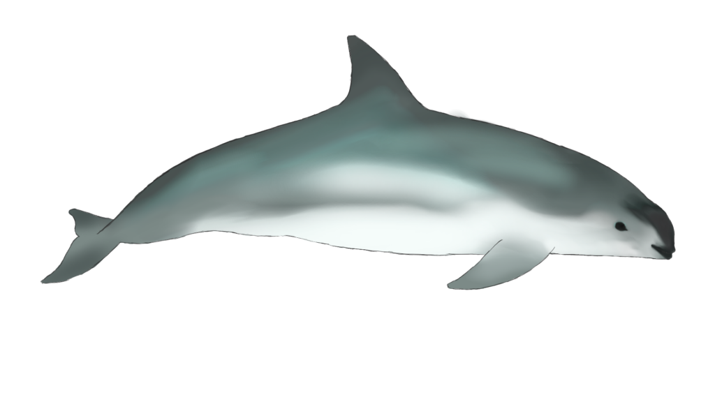 Artistic depiction of the most critically endangered animal on the planet (Vaquita) and its overall type and build.