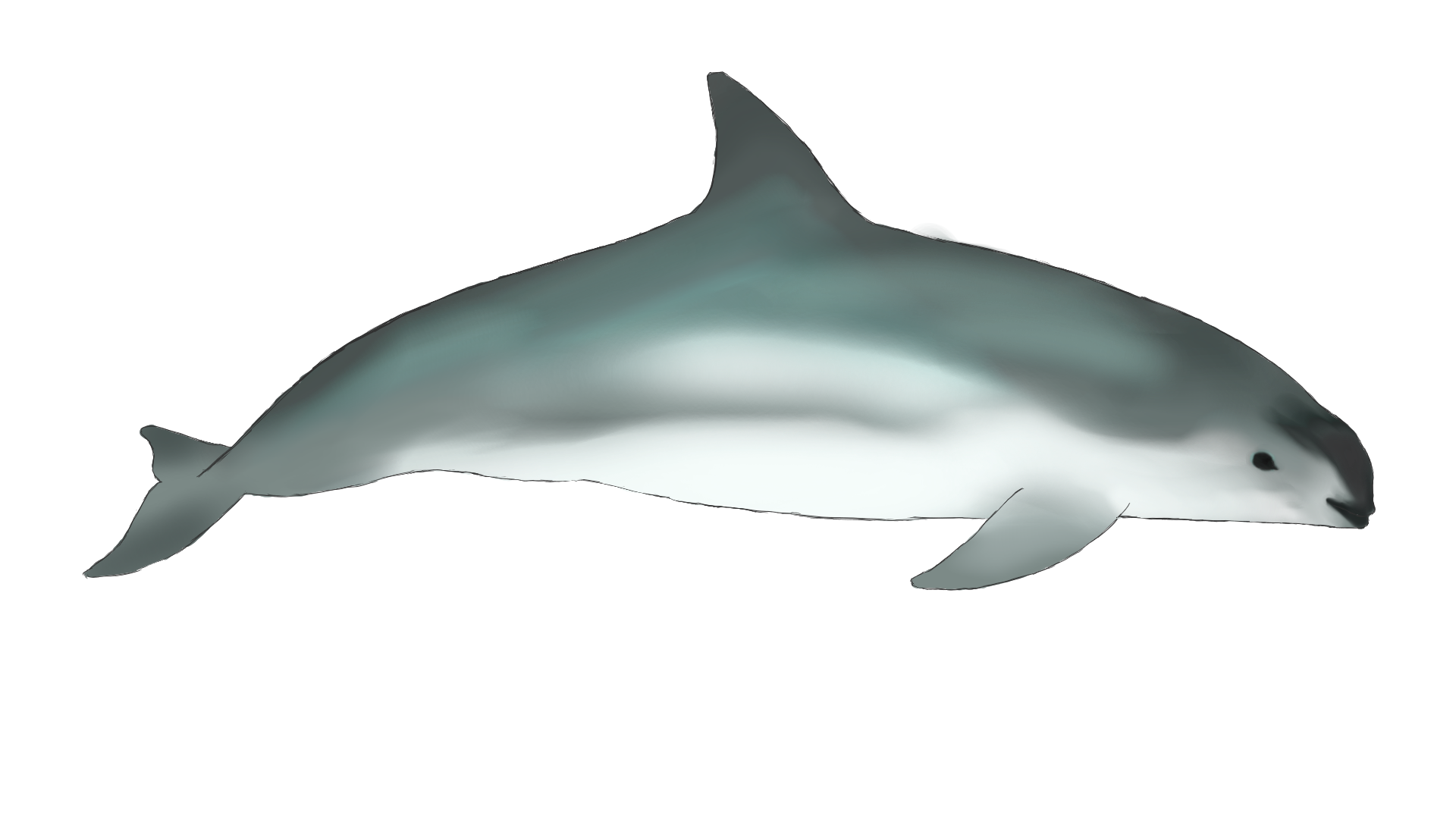 15 Marine Animals That Are Endangered and How We Can Help