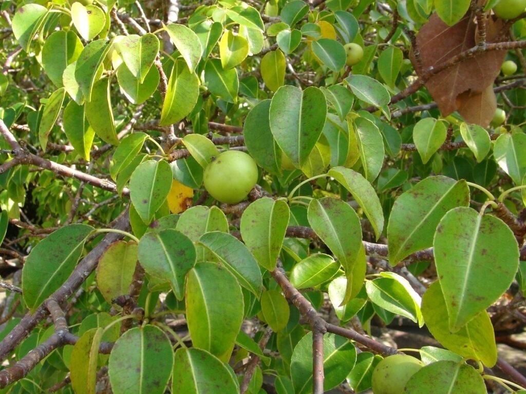 Manchineel poisonous plant
