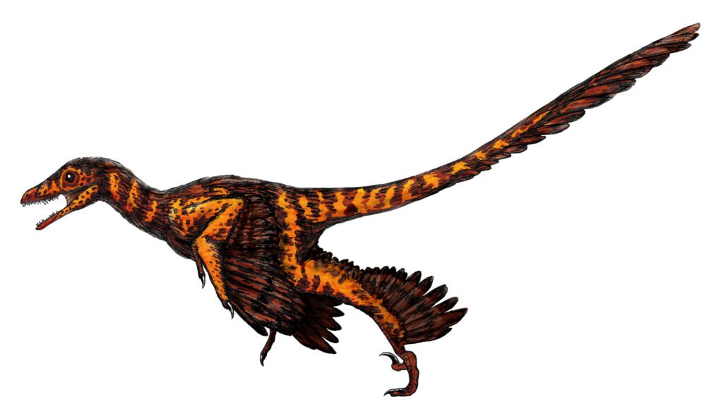 Sinornithosaurus.