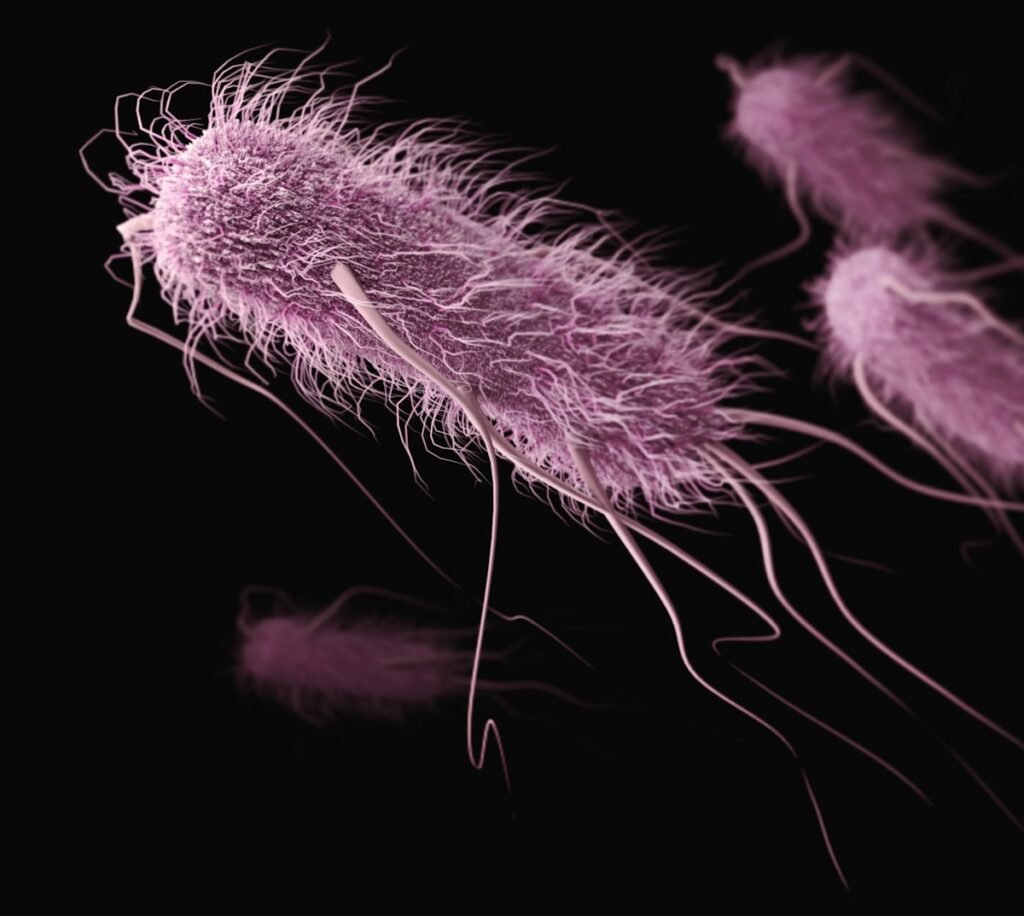 Extended-spectrum ß-lactamase-producing (ESBLs) Enterobacteriaceae bacteria: Escherichia coli.