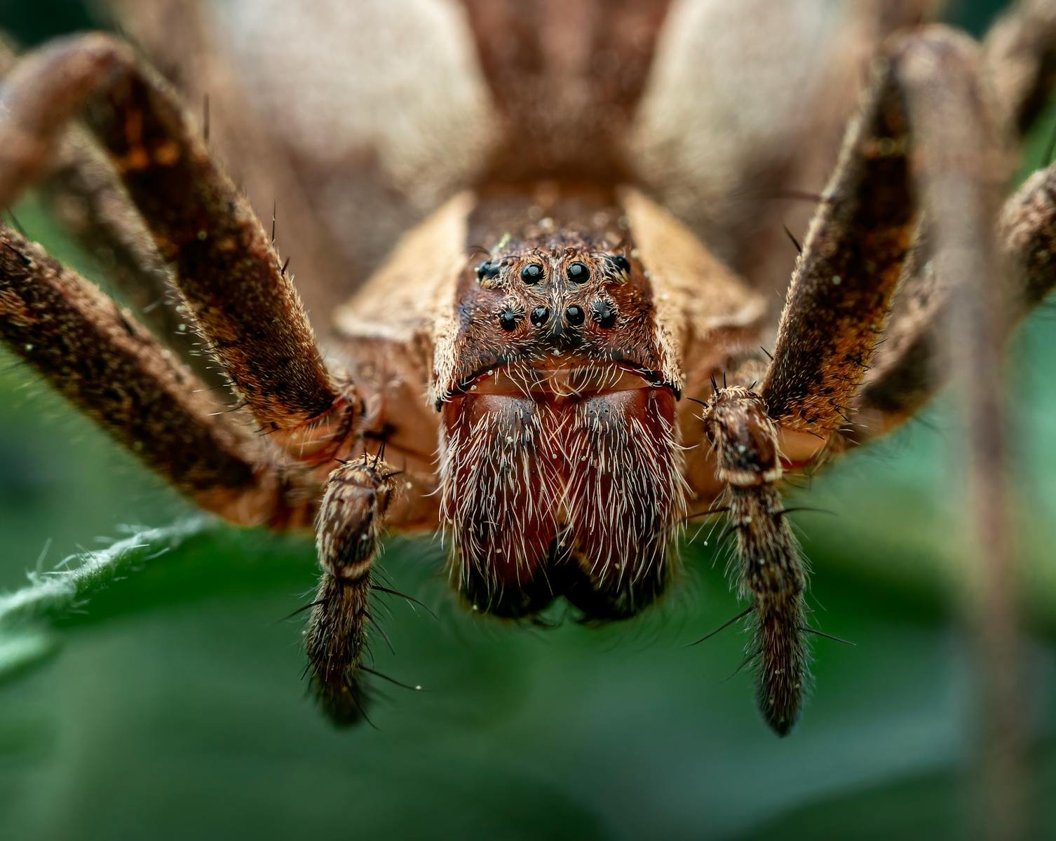 Macro shot of a Brazilian wandering spider showing detailed arachnid features.
