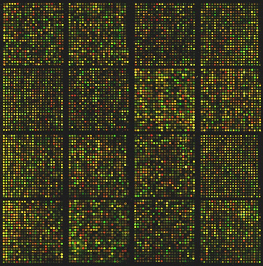The image is of a mouse cDNA microarray.