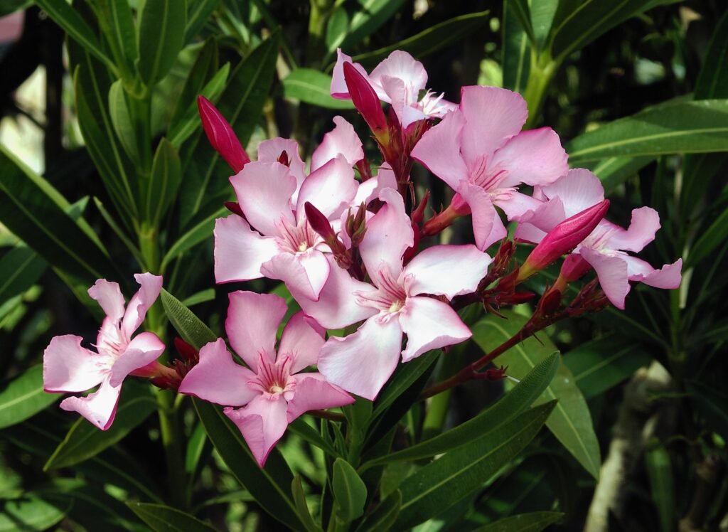 Nerium oleander, beautiful and dangerous plants