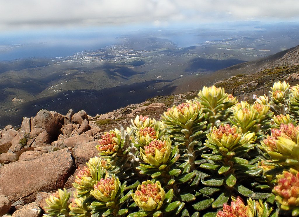 The alpine Estuarine in Hobart.