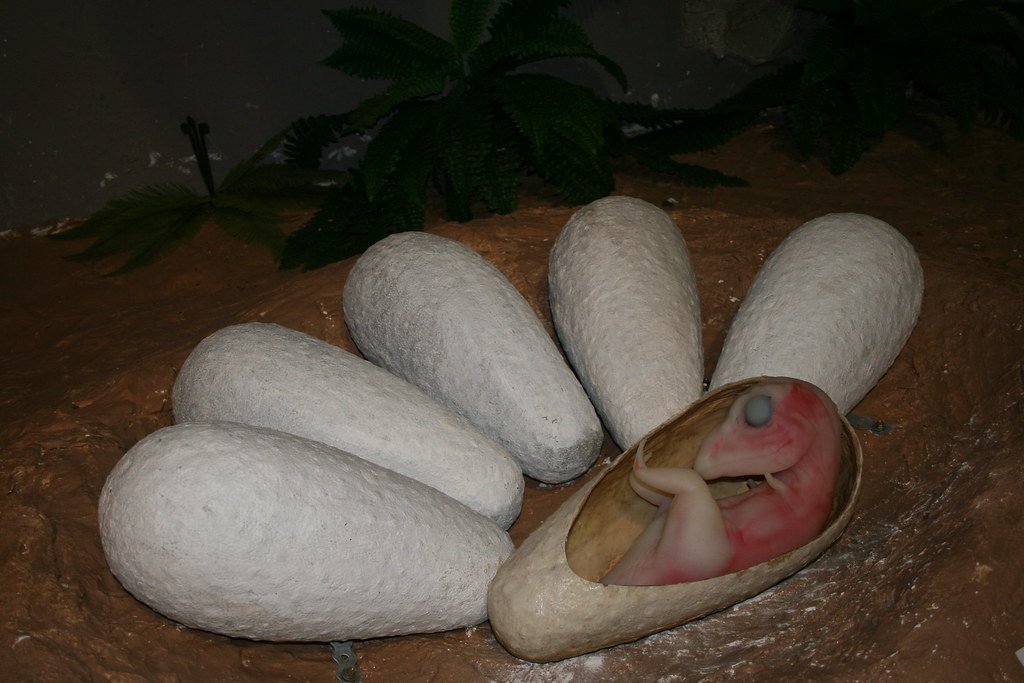 Dinosaur eggs