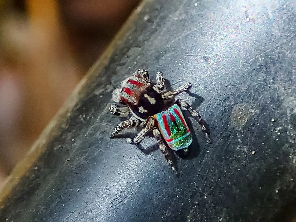 Mating of animals