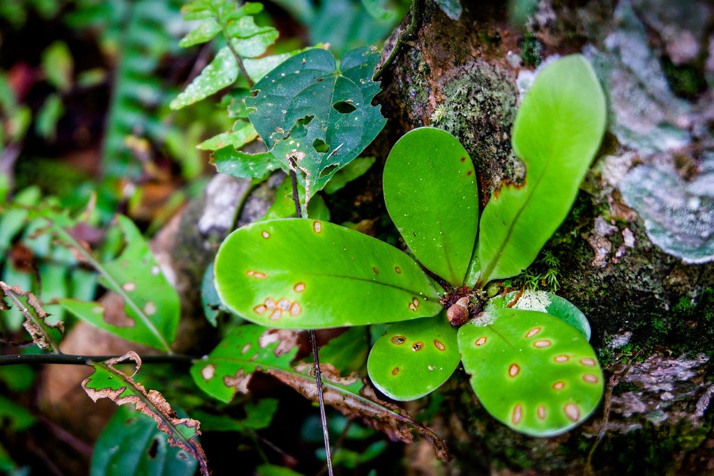 Tropical peat swamp forest carbon monitoring, Central Kalimantan.
