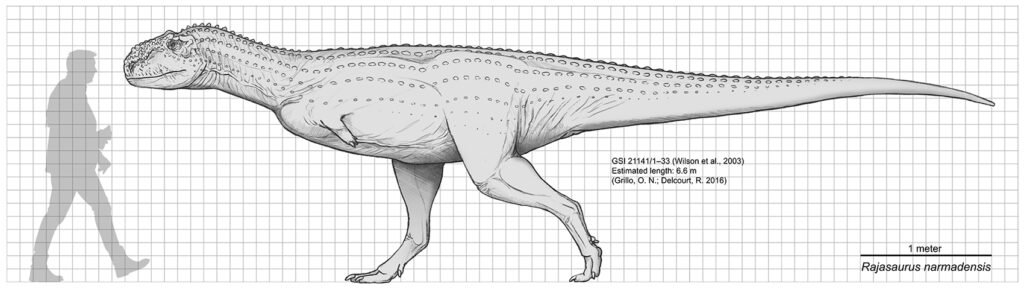 Rajasaurus scale diagram.