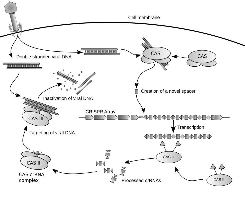 CRISPR, gene editing