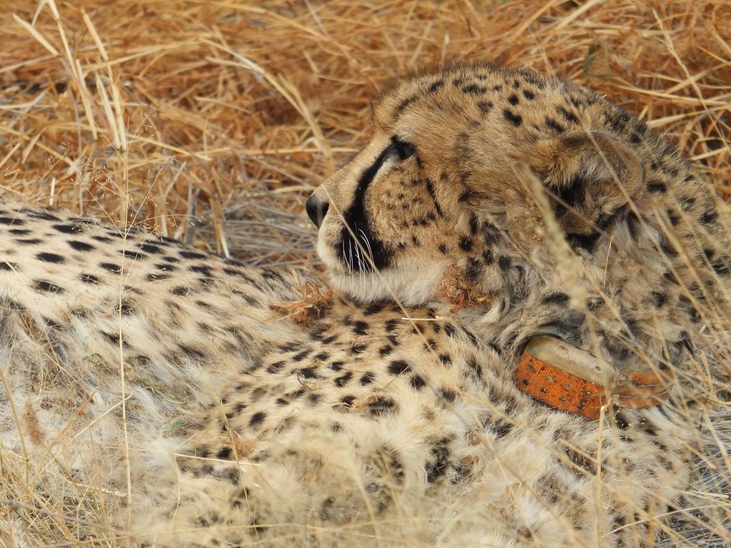 Cheetah with radio collar