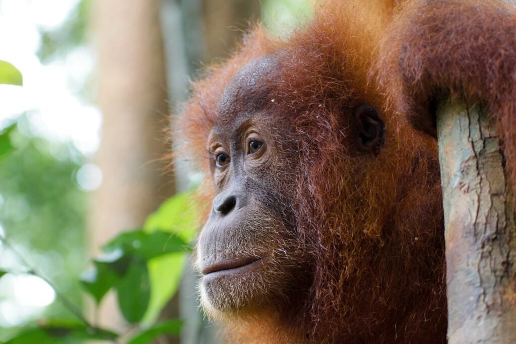 Sumatran orangutan.