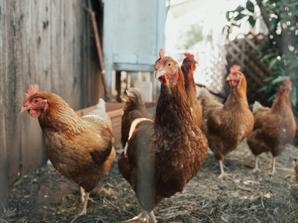 Brown hens on ground beside fence.