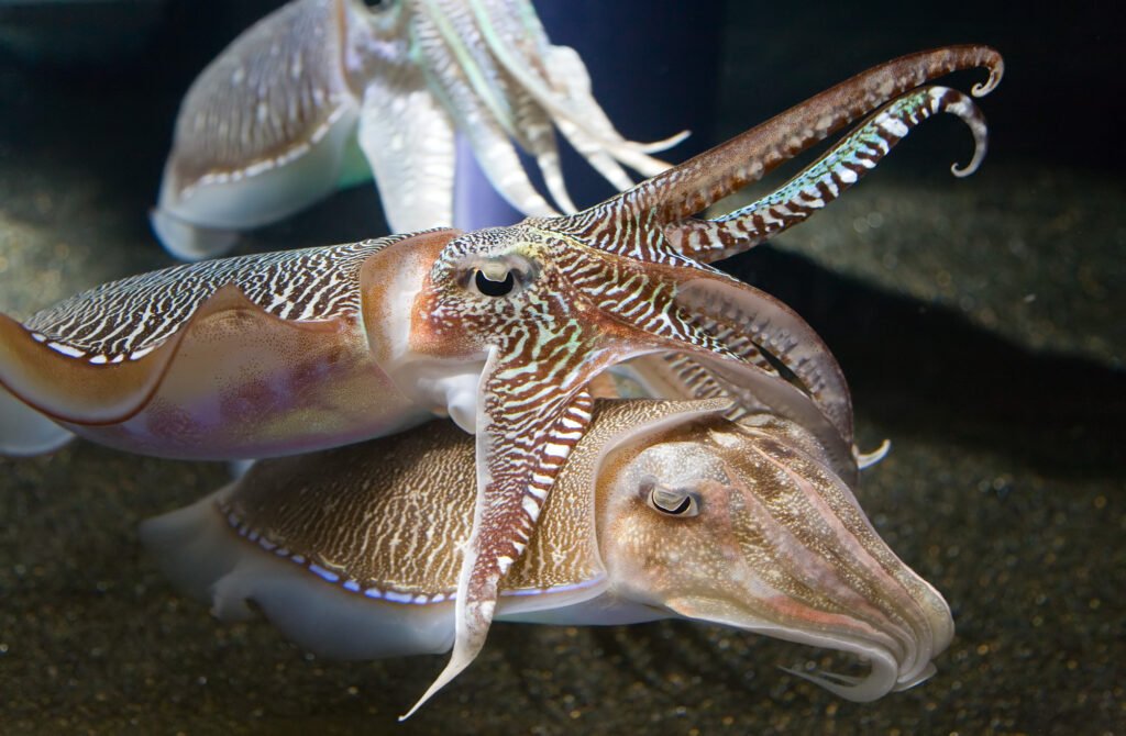 Cuttlefish animal mating rituals