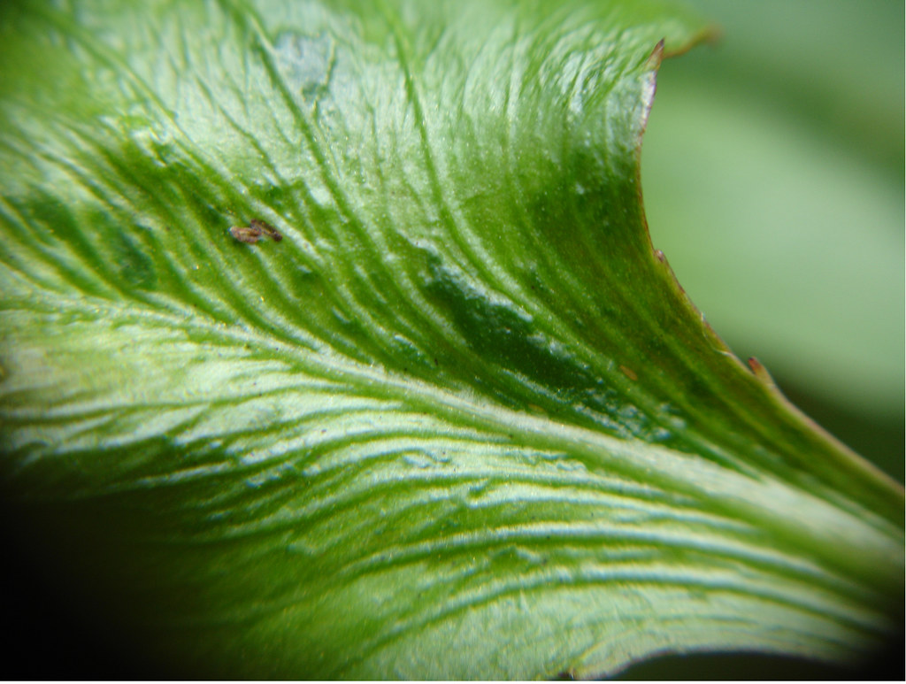 Transposon caused mutation on a leaf.