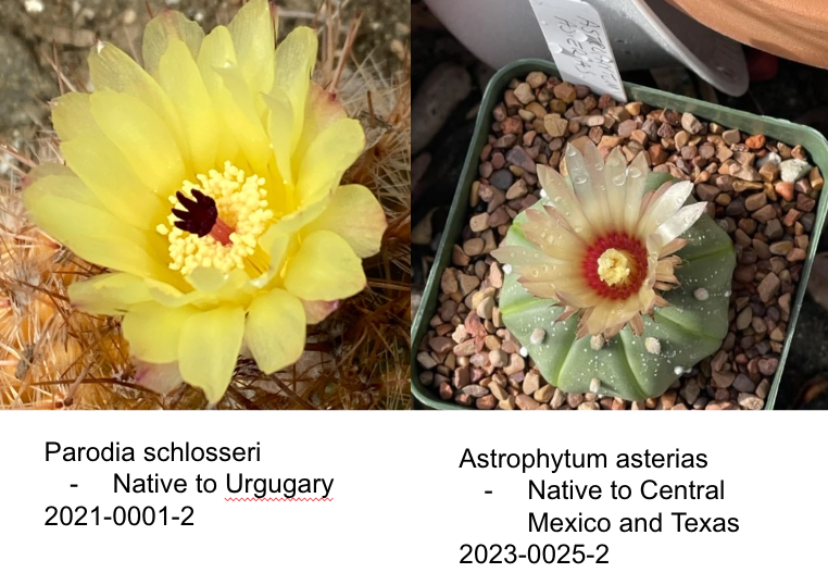A good example of convergent evolution. These 2 flowers are different yet the look similar due to their similar habitat.