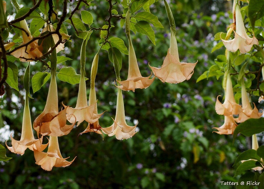 Angel's Trumpet Poisonous Hallucinogenic