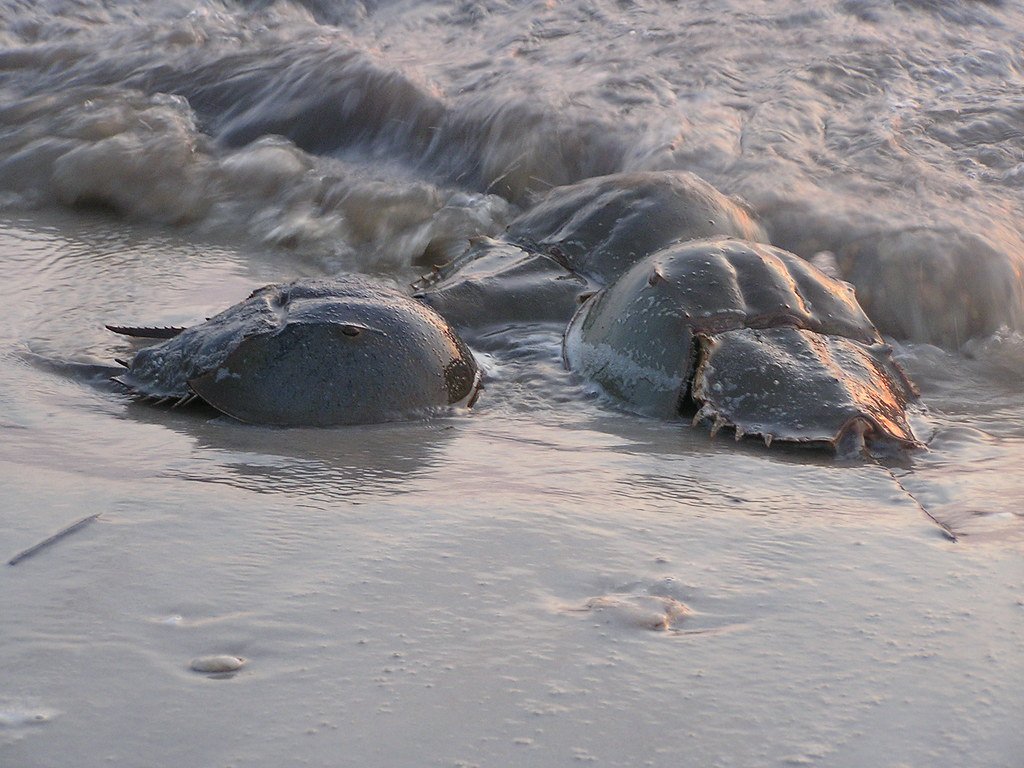Horseshoe Crabs, healthy ecosystem