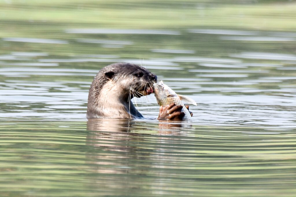 Smooth coat otter eat fish.