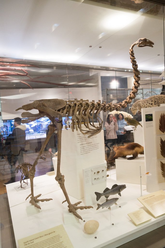 Giant Moa, New Zealand