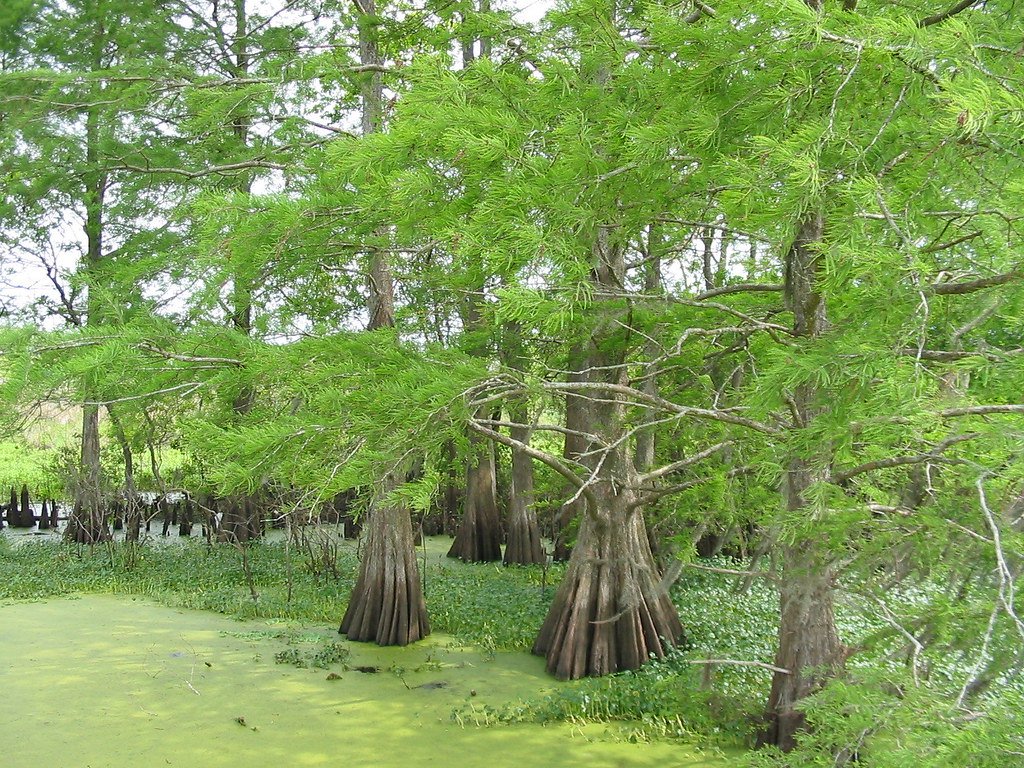 Cypress Trees