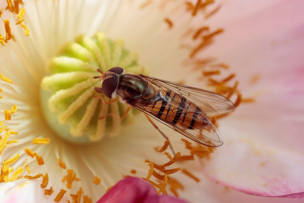 Hoverfly pitstop Batesian.