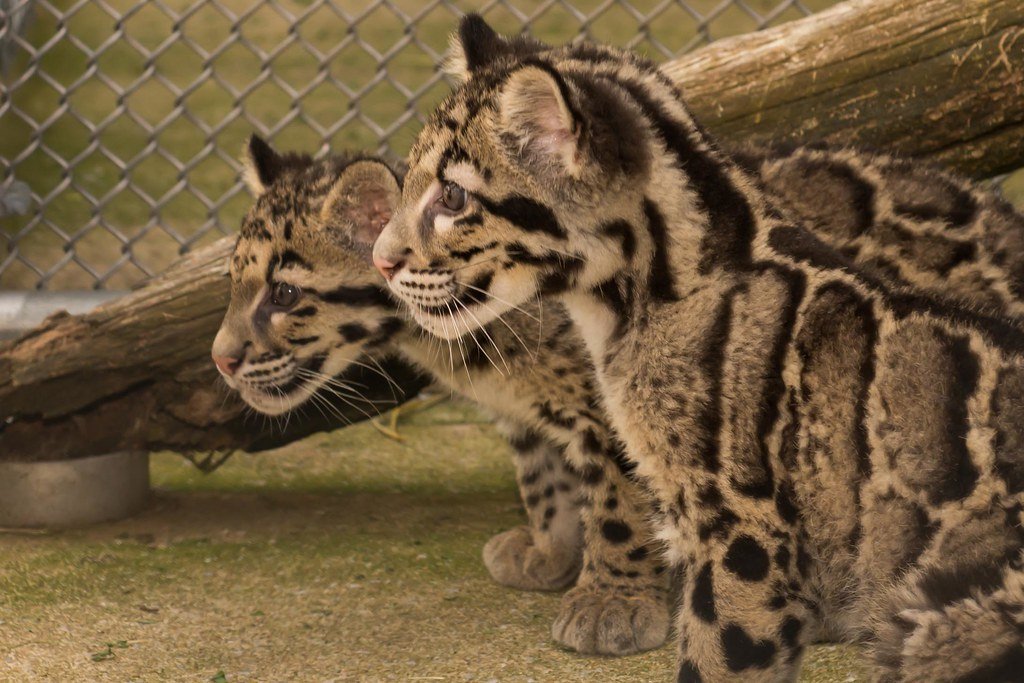 Leopard cubs at the Smithsonian Conservation Biology Institute.